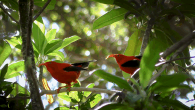 How AI is helping advance the science of bioacoustics to save endangered species