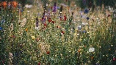 Dúlra, the World’s First AI-Powered Natural Wellness Coach